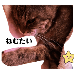 meguchan_20260211032252