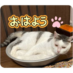 Shion.Y_20260211025516