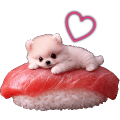 The daily life of a Pomeranian