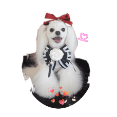 Satomi_20260211112953