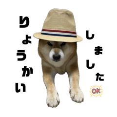 momopapa_20260211111809