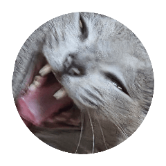 hinata_20260211165804