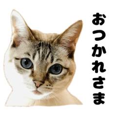 Vanilla and Her Merry Band of Friends