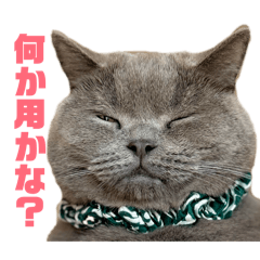 GOMA&COME_20260211171531