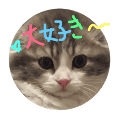可愛い ネコちゃん挨拶カード Line スタンプ Line Store