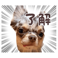 jesse_20260211191619