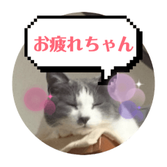 GonuGonu_20260211153459