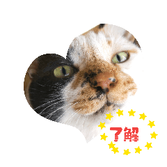 miyoshi hanzo_20260211153149