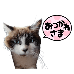 Yosuke_20260211213736