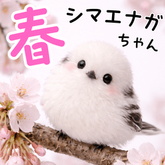 Spring.Super cute Shima enaga