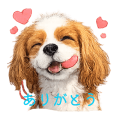 I Love Cavalier_20260211193311