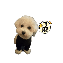 Yuzu_20260211214327