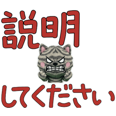 Polite American Shorthair 11