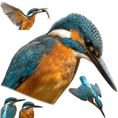 Kingfisher (Realistic)