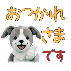 Polite Italian Greyhound 11