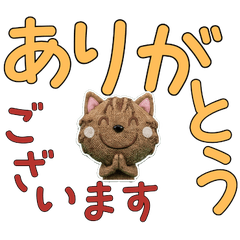 Polite American Wirehair 11