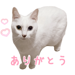 momo_20260211155043