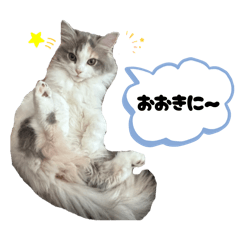 Sh._20260211155916