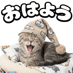 飛び出す！見つめるにゃんこ(再販)