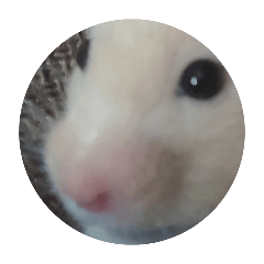 hamuhamu_20260211234859