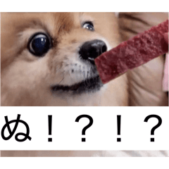 bakusokupomeranian_20260211213347