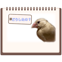 Shumonaka_20260211221753