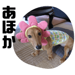 marutyan_20260212071107