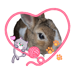 兔兔看著你 特別版