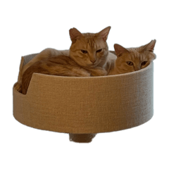 Melon_20260212095805