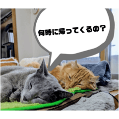 tomoki_20260212082624