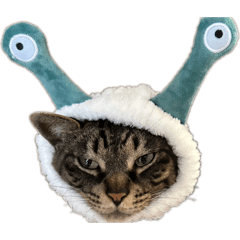 osakana_20260211223225