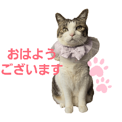 himawari_20260211221844