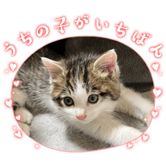 KAORI_20260209171137