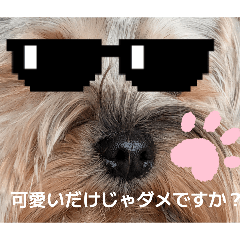 RUNRUN WANWAN_20260211211907