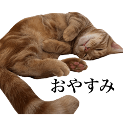 Matuki Takeo_20260211204038