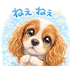 kota_kina_mama_20260211222206