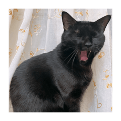 餅乾家的小豆 1