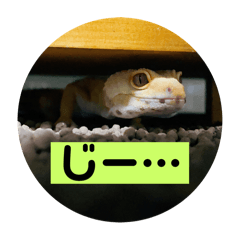 ヒョウモントカゲモドキのべるちん