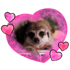 ミーアキャットの八朔です