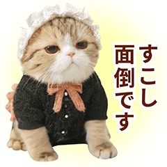 Maid Cat Daily Feelings 2