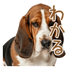 Gentle & Supportive Basset Hound
