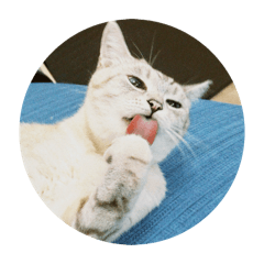 努努是隻小臭貓