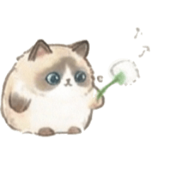 肥嘟嘟系列 - 布偶貓 A2