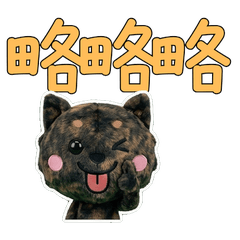 Taiwanese Kai Ken  33