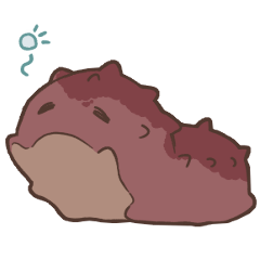 Sleepy Sea Cucumber-chan