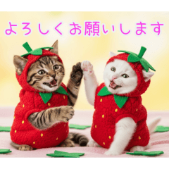 [よろしくお願いします専用]イチゴ猫