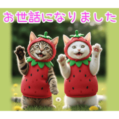 [お世話になりました専用]イチゴ猫