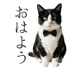 Butler Cat's 24-Hour Duty