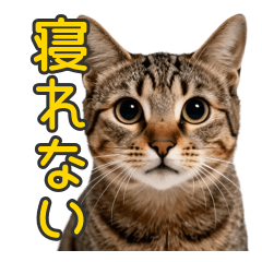 Midnight High Tension Tabby