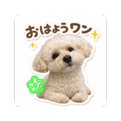 sayuri_20260213071531